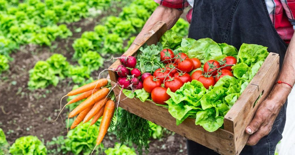 چگونه محصولات کشاورزی را به‌صورت عمده با کیفیت خریداری کنیم؟
